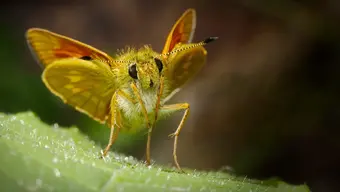 Materiały inspirowane naturą: „oko ćmy” – struktury antyrefleksyjne 